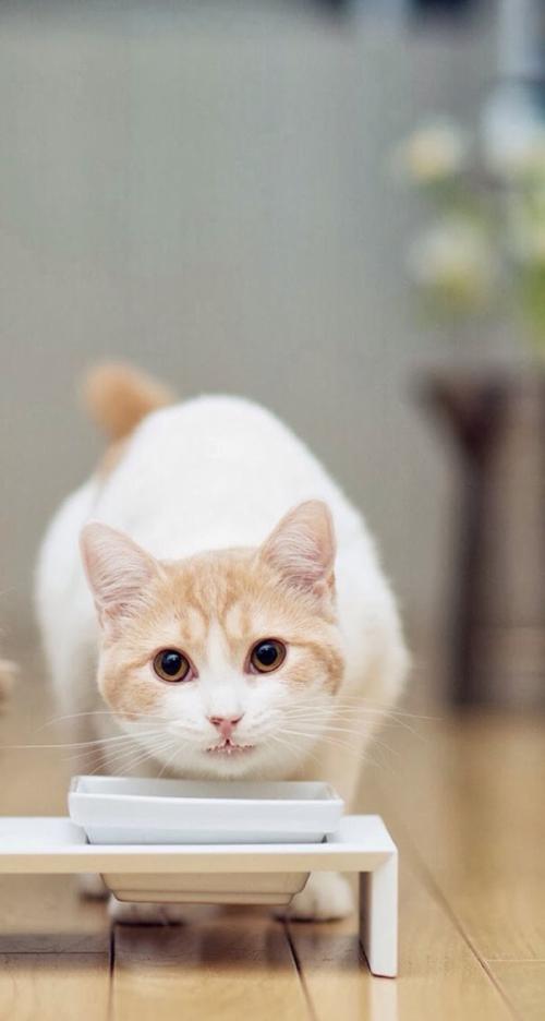 ּ̫ſعȨת йΪعɹɶ